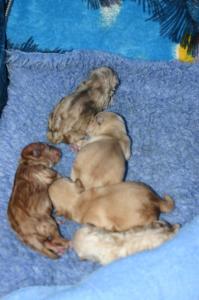 and finally six wheatens from almost white to rich brown